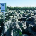 Виротоба F1 семена капусты савойской (Syngenta)
