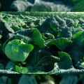 Виротоба F1 семена капусты савойской (Syngenta)