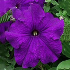 Виртуоз Блу семян крупноцветковой петунии (Kitano Seeds)