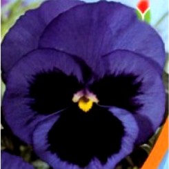 Фиалка Ветро синяя (blue) семена (Moravoseed)