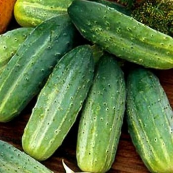 Водолей семян огурца пчелоопыляемого (GL Seeds)