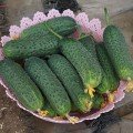 14015 F1 семена огурца партенокарпического (Spark Seeds)