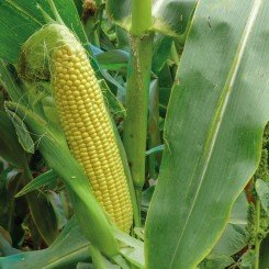 3517 F1 насіння кукурудзи суперсолодкої Sh2 (Spark Seeds)