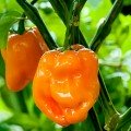 6001 F1 семена перца горького оранжевого (Lark Seeds)