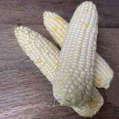Айрон F1 (ESW32 F1) семена кукурузы суперсладкой Sh2 белой (Lark Seeds)