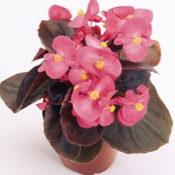 Акира Deep Rose семена бэгонии межвидовой (Kitano Seeds)