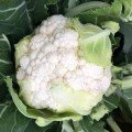 Аквата F1 насіння капусти цвітної (Seminis)