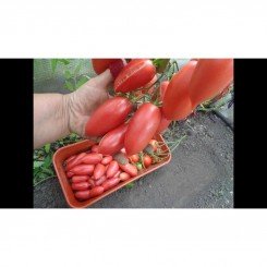Красные свечи семена томата индетерминантного (GL Seeds)
