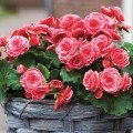 Амері Гібрид Пікоте F1 червоне мереживо (Picotee Lace Red) насіння бегонії бульбової (туберози) (Pan American)