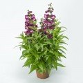 Арабеске F1 фиолетовый (purple) семена пенстемона хартига (Syngenta)