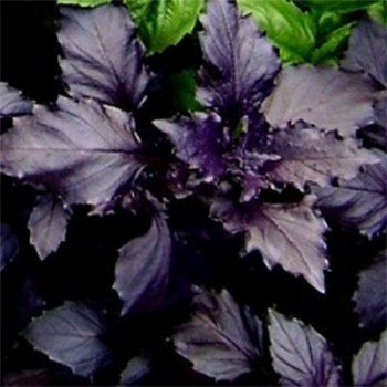 Арарат семян базилика (GL Seeds)