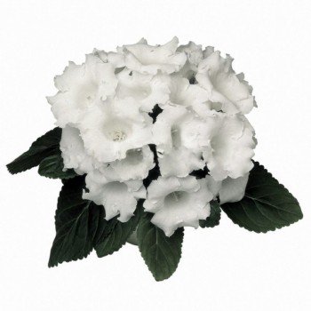 Аванті F1 біла (white) насіння глоксинії (Sakata)