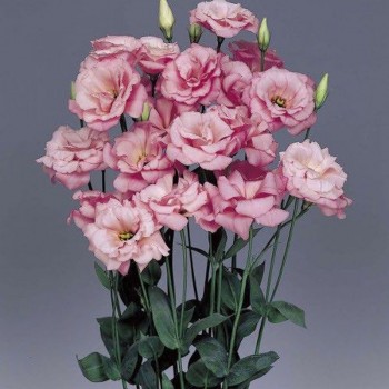 АВС F1 дип роуз насіння еустоми махрової (Pan American)