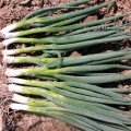Байкал насіння цибулі на перо (Moravoseed)