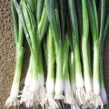Байкал насіння цибулі на перо (Moravoseed)
