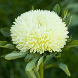 Балун желтый (Yellow) семена астры (Satimex)