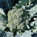 Безте насіння капусти брокколі (Syngenta)
