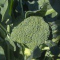 Безте насіння капусти брокколі (Syngenta)