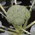 Безте насіння капусти брокколі (Syngenta)