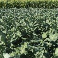 Безте насіння капусти брокколі (Syngenta)