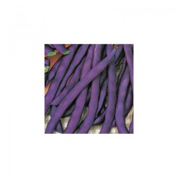 Блаухильды семена фасоли спаржевой (GL Seeds)