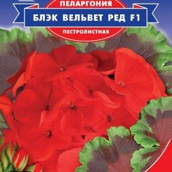Блэк Вельвет Ред F1 семена пеларгонии (GL Seeds)