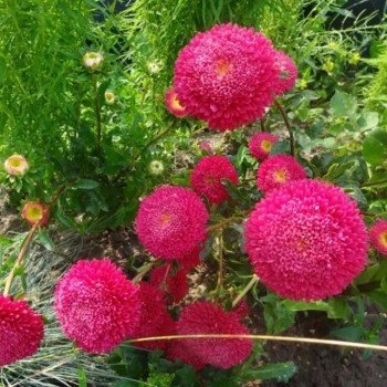 Болеро рожева (Pink) насіння айстри (W.Legutko)