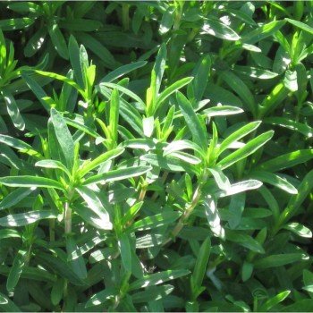 Чабер городнє насіння (GL Seeds)