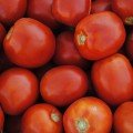 Чибли F1 семян помидора дет. среднего 70 дн. слив. 100-120 г красный (Syngenta)