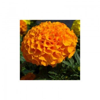 Чикаго Оранжевые (Chicago Orange) семена бархатцев американских (Kitano Seeds)