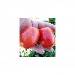 СХД 142 F1 (CXD 142 F1) семена помидора детерминантного (Cambells Seeds)