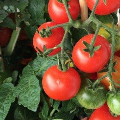 Девис 82 семян помидора детерминантного (Hortus)