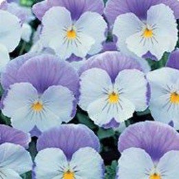 Диана Лавендер (Lavender) семена фиалки ампельной (Kitano Seeds)