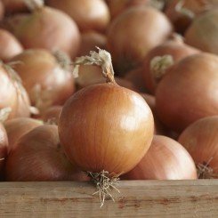 Диско F1 семян лука репчатого желтого (Syngenta)