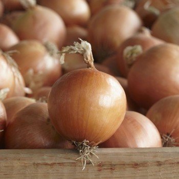 Диско F1 насіння цибулі ріпчастої жовтої (Syngenta)