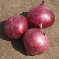 Дивина Стар F1 семена лука репчатого озимого (Cora Seeds)