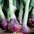 Дивина Стар F1 семена лука репчатого озимого (Cora Seeds)