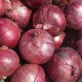 Дивина Стар F1 семена лука репчатого озимого (Cora Seeds)