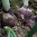 Дивина Стар F1 семена лука репчатого озимого (Cora Seeds)