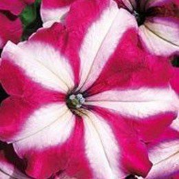Домино Крымсон Стар семена петунии крупноцветковой (Kitano Seeds)