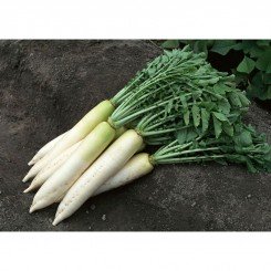 Дракон семян редьки (GL Seeds)