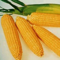 Дюрен F1 насіння кукурудзи суперсолодкої (LibraSeeds)