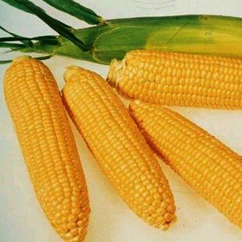 Дюрен F1 насіння кукурудзи суперсолодкої (LibraSeeds)