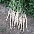 Ефез насіння петрушки кореневої (Semo)
