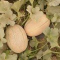 ЄС 25156 F1 (ES 25156 F1) насіння дині (Ergon seeds)