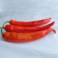 ЕС 8716 F1 семена горького перца (Ergon seeds)