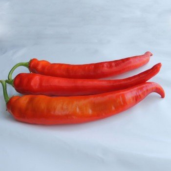 ЕС 8716 F1 семена горького перца (Ergon seeds)