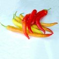ЄС 8716 F1 насіння гіркого перцю (Ergon seeds)