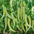 ЄС 8716 F1 насіння гіркого перцю (Ergon seeds)