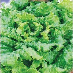 Ева семена салата тип Айсберг (GL Seeds)